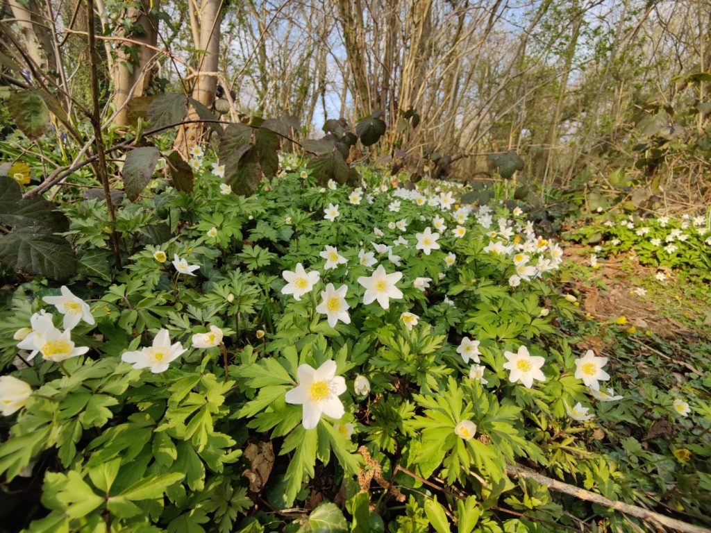 White flowers growing on the woodland floor, with trees in the background