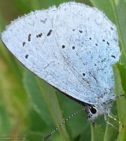 Holly blue butterfly resting on a leaf with its wings folded