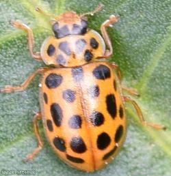 Water ladybird