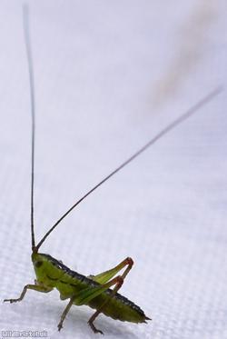Long-winged conehead bush-cricket
