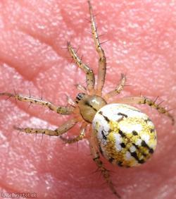 Cricket-bat orbweaver spider