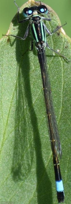 Blue-tailed damselfly resting on a leaf