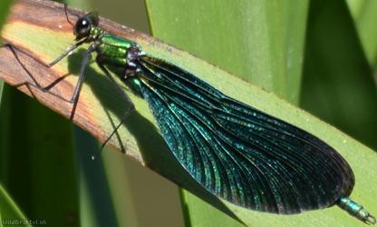 Beautiful iridescent demoiselle damselfly resting on a green leaf