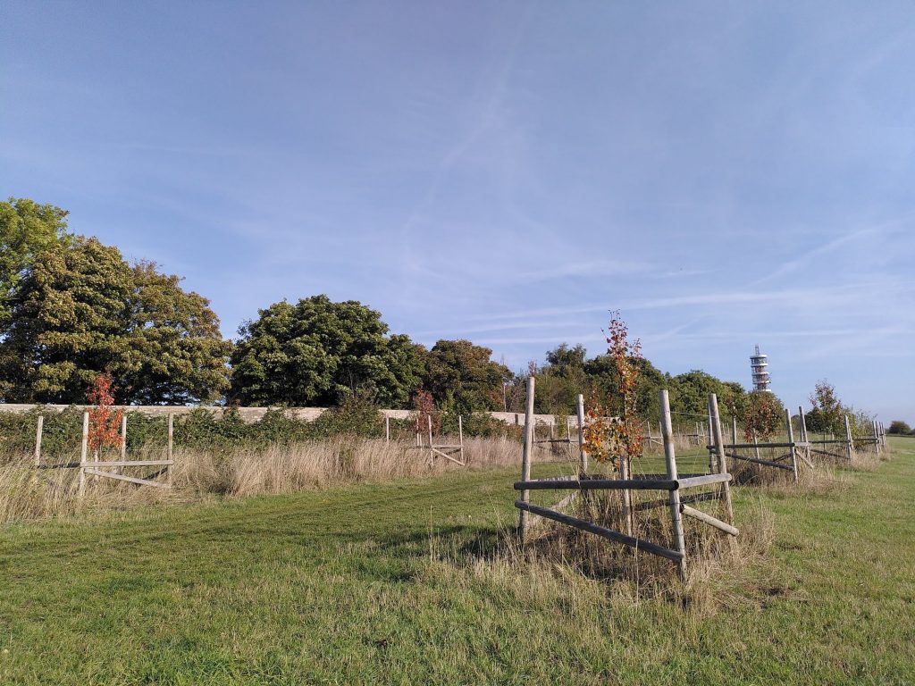 View of the orchard in Stoke Park looking towards the BT Tower